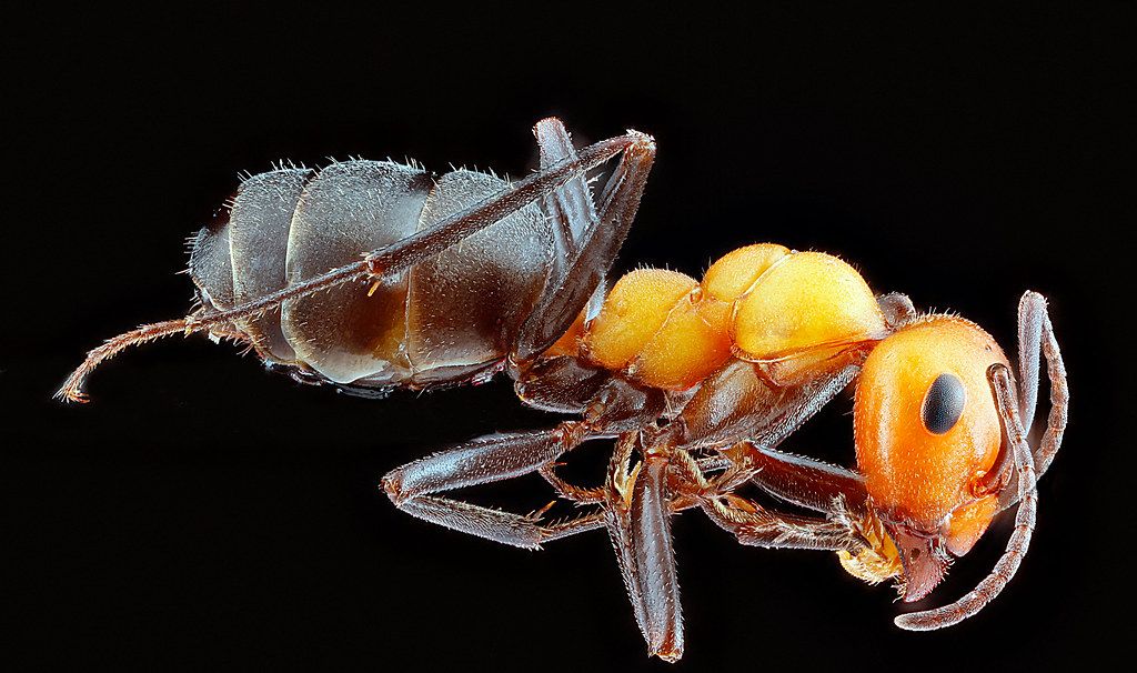 Ant Control service in Casas Adobes, AZ