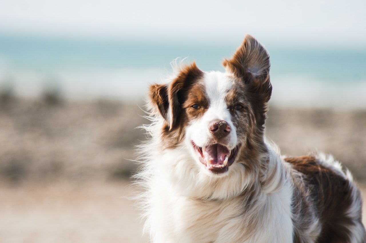 Flea & Tick Control service in Casas Adobes, AZ