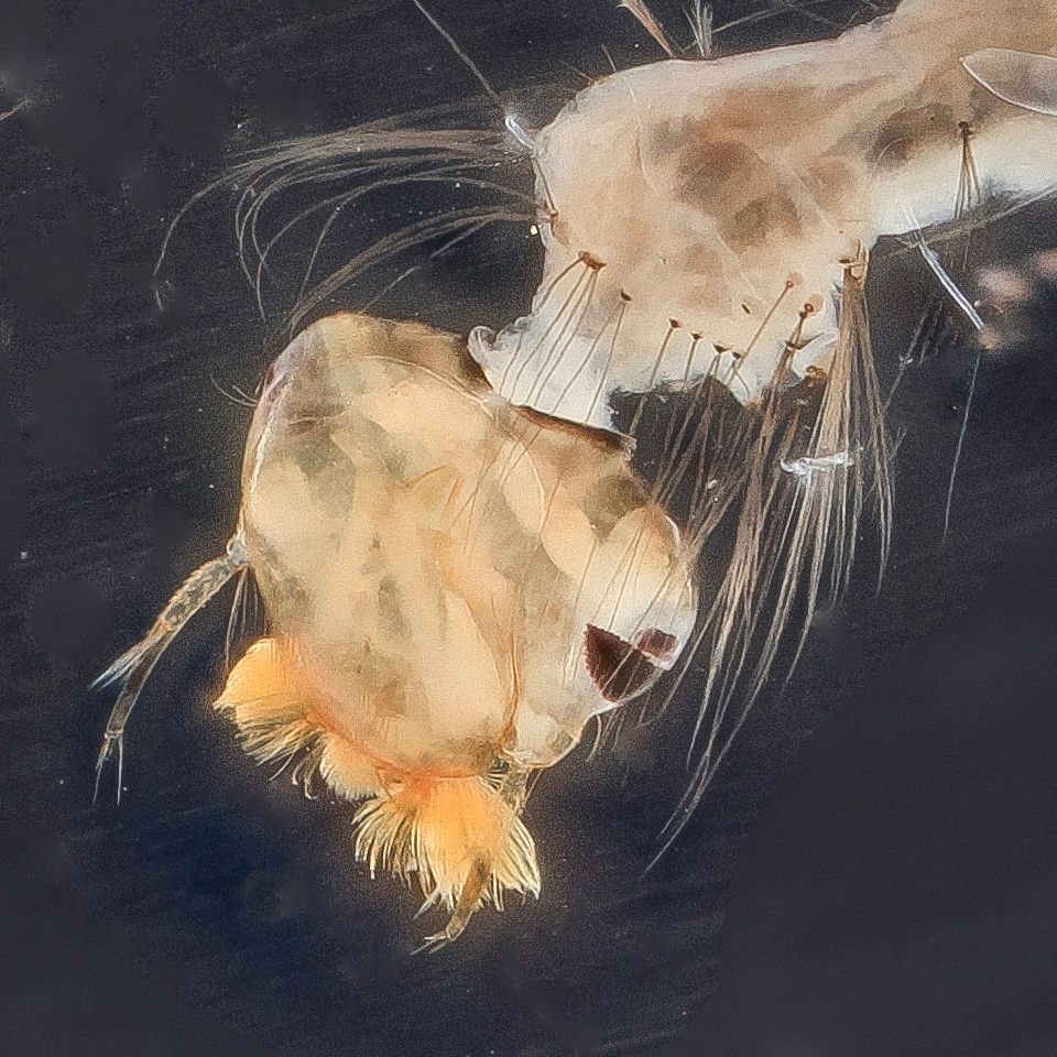 Mosquito Control service in Casas Adobes, AZ