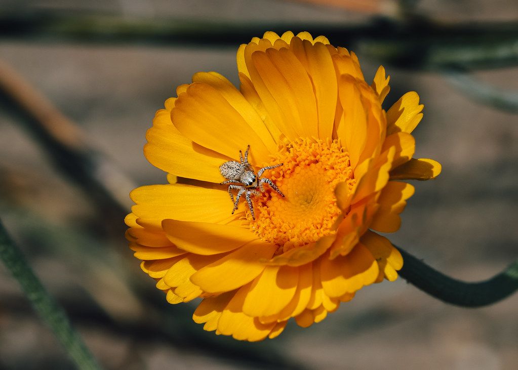Spider Control service in Casas Adobes, AZ